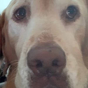 Meet your Posher, Bea